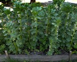 Broad Windsor Fava Bean Seeds, NON-GMO, Mediterranean, Cover Crop, FREE ... - £4.29 GBP+