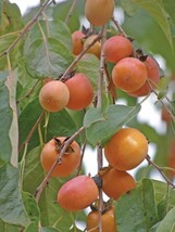 Diospyros Virginiana American Persimmon Tree Fresh Seeds - £14.91 GBP
