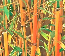 10 Red Fountain Bamboo Seeds Fargesia Jiuzhaigou Fresh New Seeds - $8.41 CAD