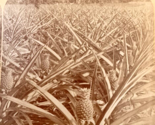 Pineapple Plantation Indian River Florida FL George Barker Stereoview Ph... - $18.66
