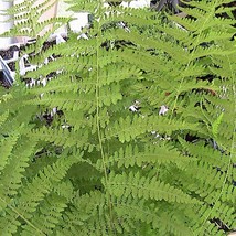 200 Hay Scent Fern Spores Seeds Dennstaedtia Punctilobula New Fresh US S... - $4.80
