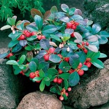 Wintergreen Flower Seeds Seeds Gardening Beautiful USA SHIPPING - $10.58