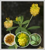 35+ Golden Hop Clover/Large Trefoil Seeds ~ Trifolium aureum *Free US Ship* - £4.14 GBP
