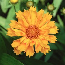 Coreopsis &#39;jethro Tull&#39; Tickseed Perennial Plant Beautiful Gardening - £36.53 GBP