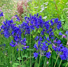 PWO Lily Of The Nile Flower Seeds Blue /Dwarf Agapanthus /Perennial / Us Seller - £5.66 GBP
