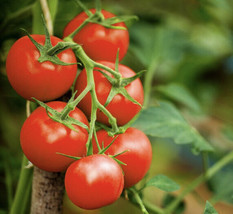 20 SEEDS SWEET MILLION CHERRY TOMATO QUICK HEIRLOOM SEEDS TRANSFORM GARD... - $11.99