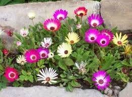 Livingstone Daisy mix,417,Dorotheanthus bellidiformis,gardening, flowers seeds,  Item image 3