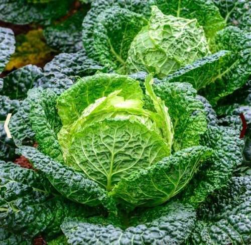 500 Seeds Cabbage Savoy Italian Minestrone Soup Cooking Non-GMO - $9.79 CAD