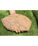 Natural Gonitites Plate ammonites Fossil Ammonite Fossil Moroccan Fossil A151 - $64.35