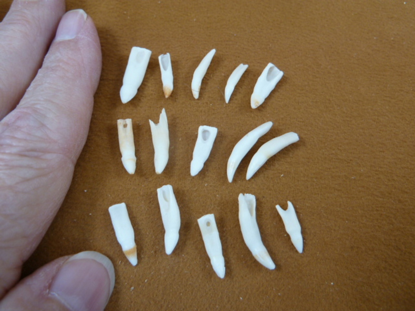 G370-309) 15 GATOR TINY 5/8 - 7/8&quot; Alligator TeeTH make jewelry for DIY ... - $12.19
