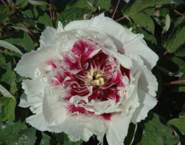 Heirloom White Dark Red Tree Peony Flower Seeds, Professional Pack, Light Fragra - £8.59 GBP