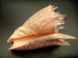 Imperial Volute 6&quot; sea shells beach wedding decor ocean theme - $50.00