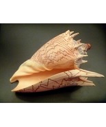 Imperial Volute 6&quot; sea shells beach wedding decor ocean theme - $50.00