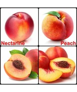  ORGANIC Peach &amp; Yellow Nectarine Seeds- Tree Ripened - USA SELLER Free ... - $15.95 CAD
