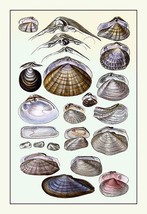 Shells: Dimyaria #1 - $19.97