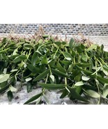  100 BLACK MANGROVE PLANTS  AQUARIUM / POND 100% Organic  - $84.15