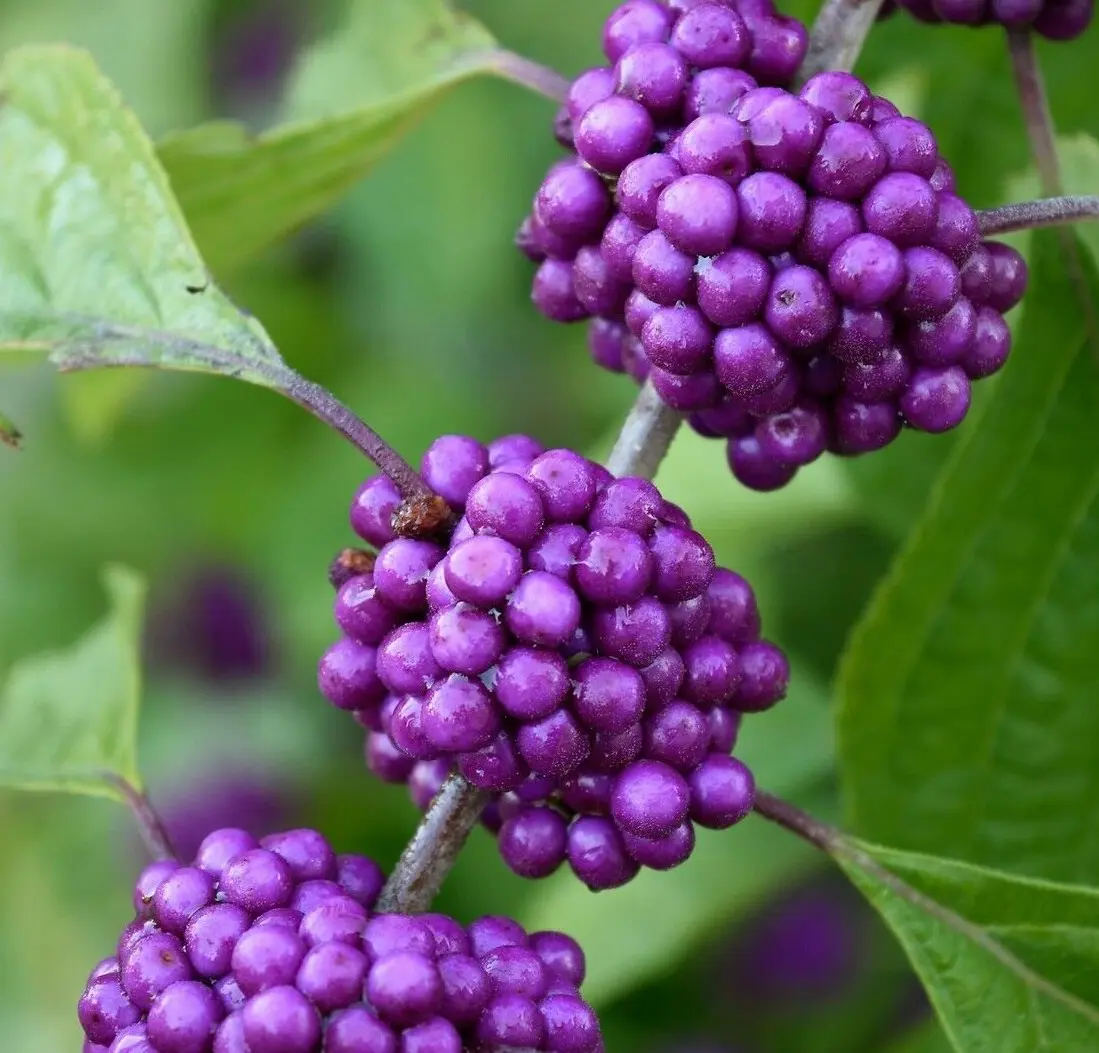 American Beauty Berry Bush/Shrub 6-12&quot; Tall Seedling Live Plant 4&quot; - £41.72 GBP