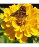 SDC Zinnia Canary Bird Seeds Easy Grow - $14.20