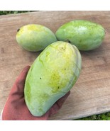 Grafted Lemon Zest Mango Authentic Live Fruit Tropical Tree 2-3Ft Mangli... - $149.10