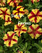 Item image 1 image 1