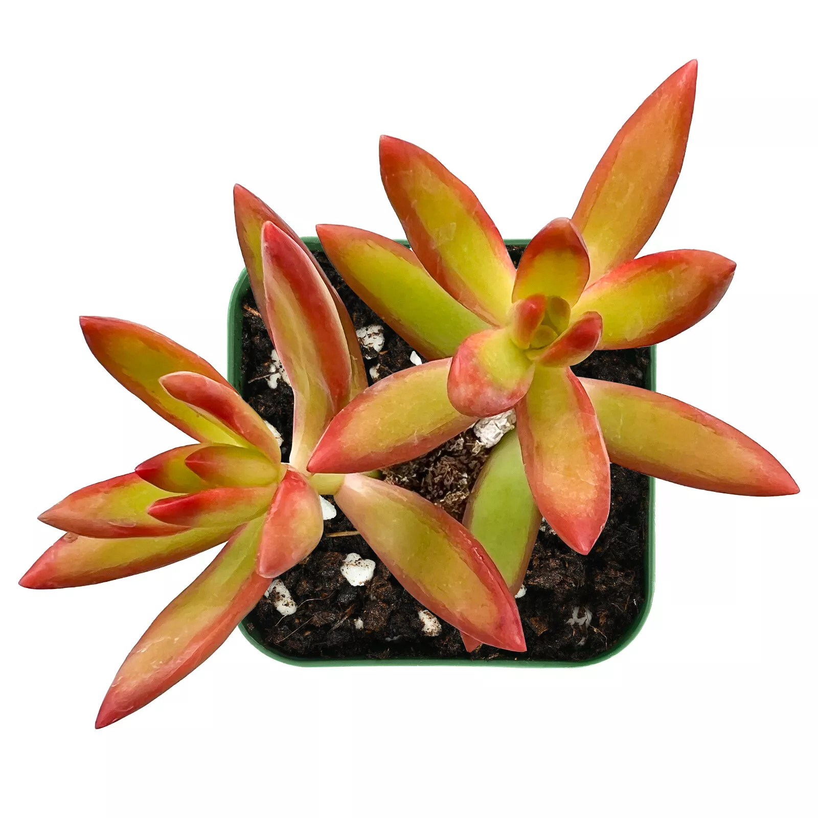 Sedum Adolphii Firestorm Succulent Plant Rooted in 2&#39;&#39; Planter For indoo... - $28.00