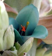 10 Pcs Sapphire Tower Flower Seeds #MNHG - £11.59 GBP