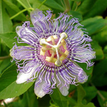 10 Seeds Wild Passion Flower Maypops Passiflora Incarnata  - £19.83 GBP
