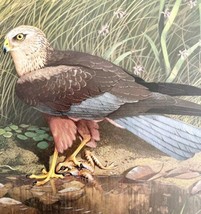 Marsh Harrier Art Print Color Plate Birds Of Prey Vintage Nature 1979 DW... - $34.99