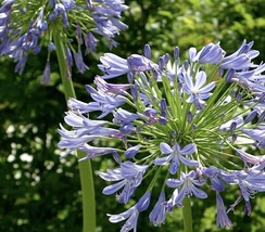 Agapanthus, Blue Lavender Lily perennial Lily of the Nile Pot 3” Small 6+” Tall - £21.57 GBP