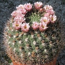 Giant Chin Cactus Seeds Gymnocalycium Saglione 25 Seeds - £11.44 GBP