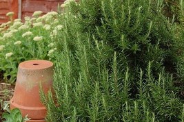 Rosemary Herb 50 Seeds Heirloom Non-Gmo-Fresh Seeds-Wonderful Aroma From US - £7.34 GBP