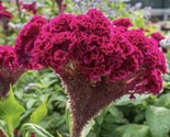50 Seeds Giant Red Cockscomb Seeds Non Gmo Fresh Harvest Fast Shipping - £7.20 GBP