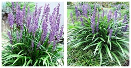 1 Plant Big Blue Liriope Muscari Quart Size Plants Drought Tolerant Lilyturf - £41.52 GBP