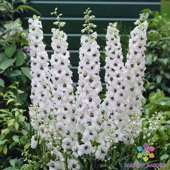 AW 200 Seeds Magic Fountains White Bee Delphinium Flower Herb Easy To Grow  - $11.20