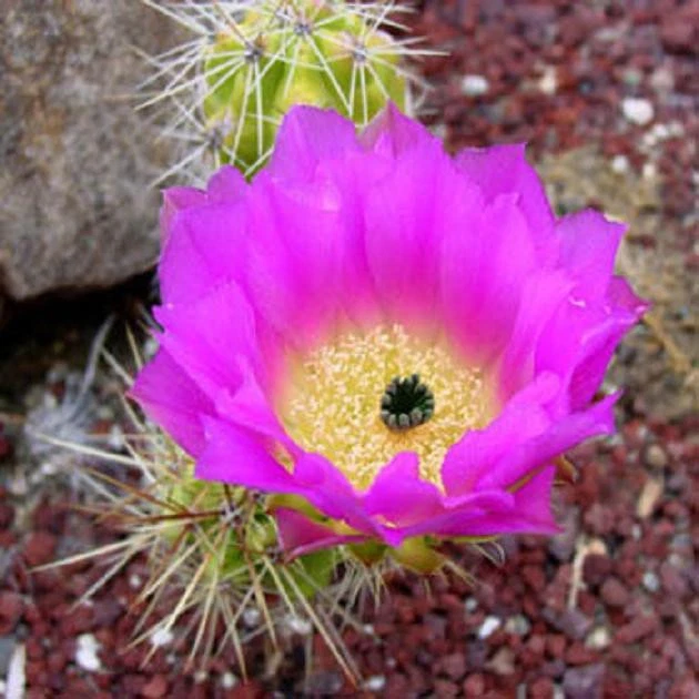 Echinocereus cineranscens | rare cactus seed 15 SEEDS - $11.99