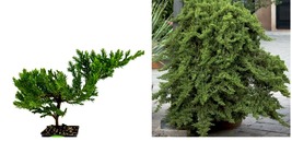 Live Plant Dwarf Japanese Garden Juniper Pre-Bonsai -Juniperus procumbens nana  - £37.55 GBP