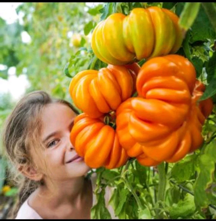 Orange Accordion Tomato Seeds (25) / Organic / Heirloom / Huge / Super Rare - $12.39