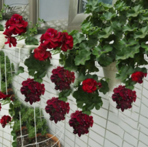  SEED Hanging Geranium Purely Deep Red Perennial Bonsai Flowers 10pcs - £3.92 GBP