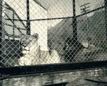 2 Lions in a Cage Salt Lake City Zoo 1930&#39;s Original Stereoview  - $27.69