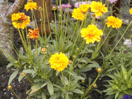 MBK 239 Seeds Coreopsis Lanceleaf Perennial Groco Fresh Garden - $8.79