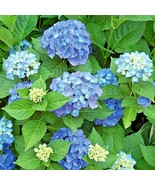 Lets Dance Arriba Reblooming Hydrangea Macrophylla Live Harvested Seeds ... - $87.80 MXN
