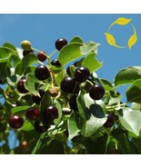 THJAR Mahaleb Cherry Prunus Mahaleb 15,25,50 Seeds - $112.75 MXN