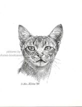 #362 ABYSSINIAN front  view * cat art print  *  pen &amp; ink drawing by Jan... - $12.50