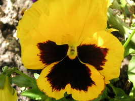 50 Yellow Brown Pansy Viola Violet Flower Seeds Fresh Seeds USA - $15.20