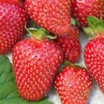 3 Tennessee Beauty Strawberry Plant Junebearing Fruit Plant Fresh Garden - $15.00