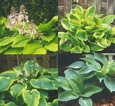 20 Pcs Mixed Hybrid Hosta Seeds #MNHG - £13.18 GBP