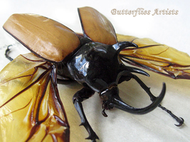 Rhinoceros Beetle Five Horned Eupatorus Gracilicornis Framed Entomology Display - $118.99