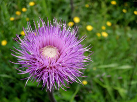 200 Melancholy Thistle Seeds For Garden Planting    From US - £8.26 GBP