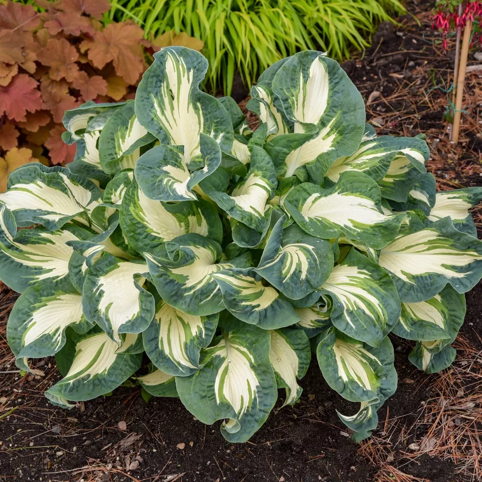 Shade Strange Hosta Praying Hands 5.25&quot; Pot Well Rooted Perennial - £30.76 GBP