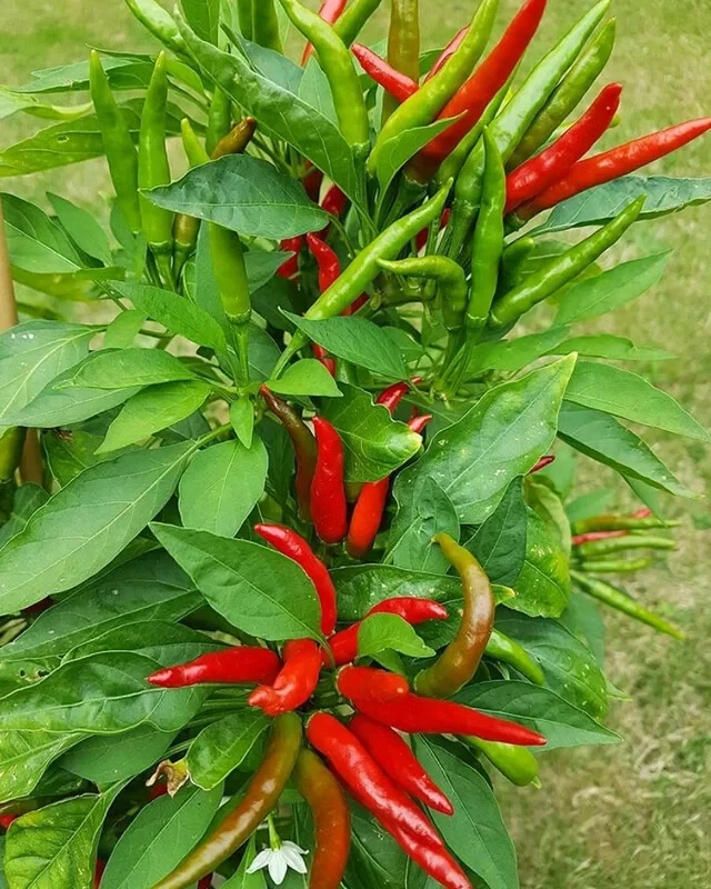 Tien Tsin Chinese Hot Pepper Seeds (30) / ORGANIC / SPICY / VERY RARE/ F... - $7.94